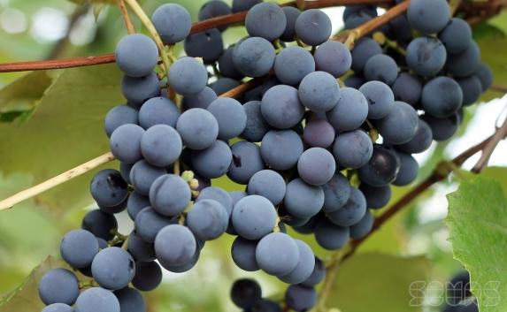 Морозный январь в Крыму не пощадил виноград и персик